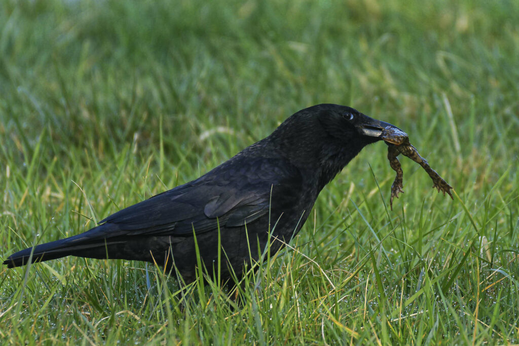 Corvidés