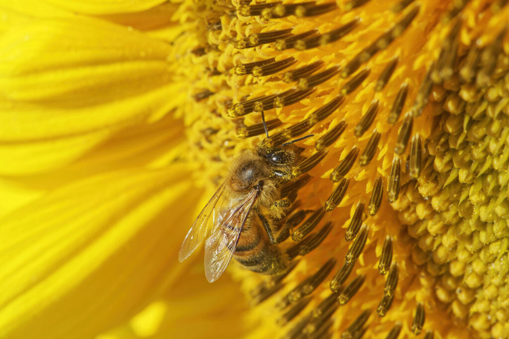 Abeille domestique sur fleur de tournesol
