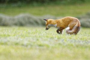 Renard, proie repérée !